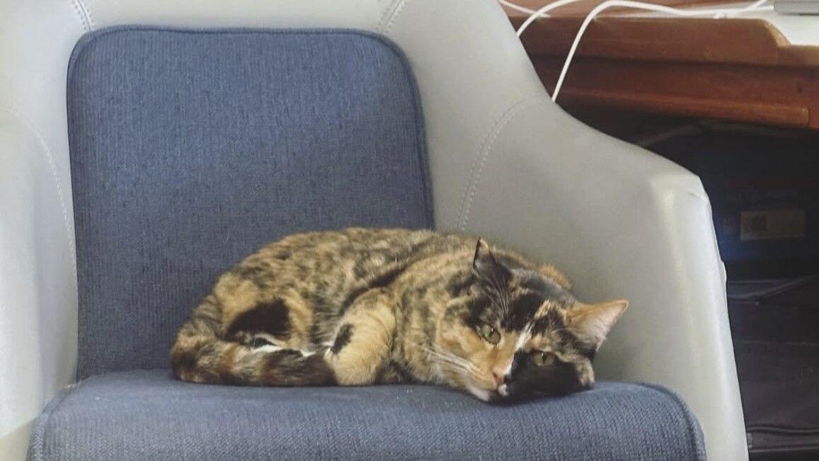 Oregon man goes viral after quitting job to sail the Pacific with his cat